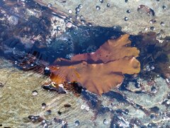 Sarcothalia crispata