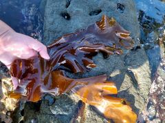 Sarcothalia crispata