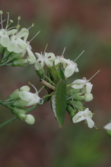 Clerodendrum formicarum