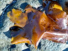 Sarcothalia crispata