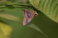 Hasora badra