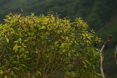 Metrosideros tremuloides