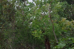 Terminalia brachystemma