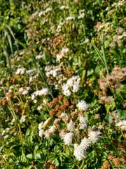Ageratina glechonophylla