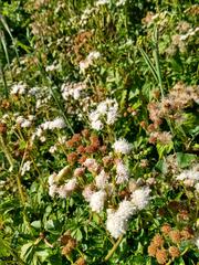 Ageratina glechonophylla