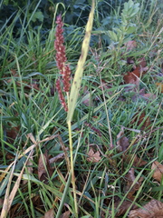 Echinochloa crus-galli