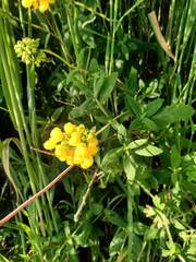 Calceolaria integrifolia