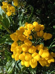 Calceolaria integrifolia