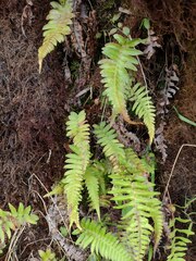 Blechnum appendiculatum