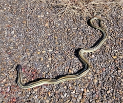 Thamnophis proximus orarius