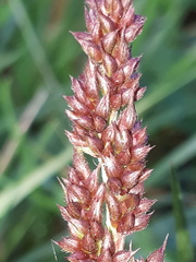 Echinochloa crus-galli