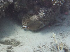 Sufflamen albicaudatum