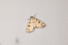 Pardomima pompusalis