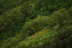 Hedychium