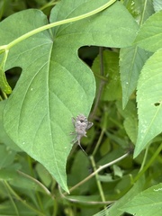 Acanthocoris sordidus