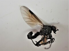 Dilophus nigrostigma