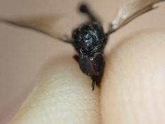 Dilophus nigrostigma