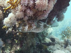 Cyclichthys spilostylus