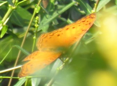 Phalanta eurytis eurytis