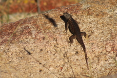 Sceloporus hunsakeri