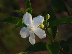 Wrightia antidysenterica