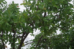 Terminalia brachystemma