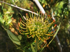 Leucospermum lineare