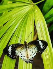 Cethosia cyane