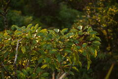 Cheirodendron trigynum