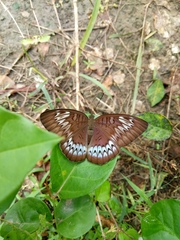 Tanaecia