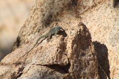 Petrosaurus thalassinus