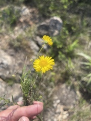 Felicia mossamedensis