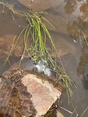 Isolepis fluitans fluitans