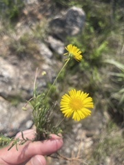 Felicia mossamedensis