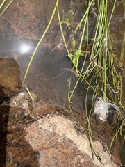 Isolepis fluitans fluitans