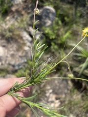Felicia mossamedensis