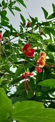 Caesalpinia pulcherrima image
