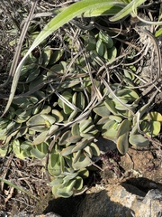 Crassula swaziensis