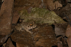 Oreobates quixensis