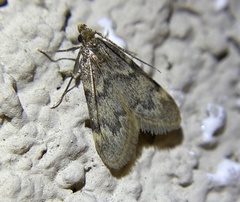 Aglossa