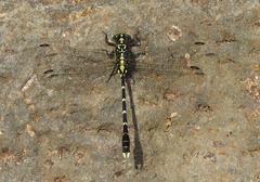 Hemigomphus heteroclytus
