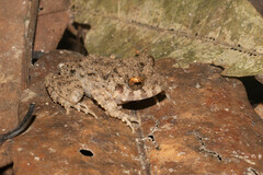 Oreobates quixensis