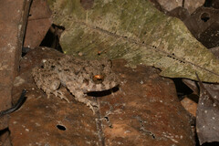 Oreobates quixensis