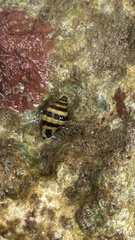Neogastropoda