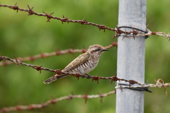 Chrysococcyx basalis