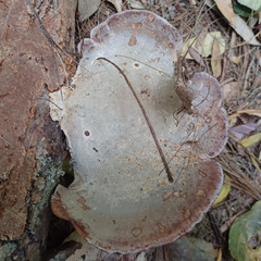 Funalia