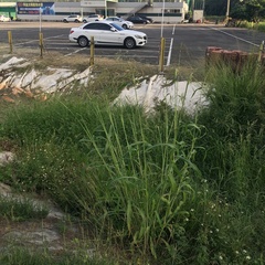 Sorghum arundinaceum