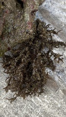 Acanthophora