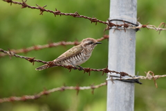 Chrysococcyx basalis