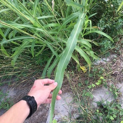 Sorghum arundinaceum